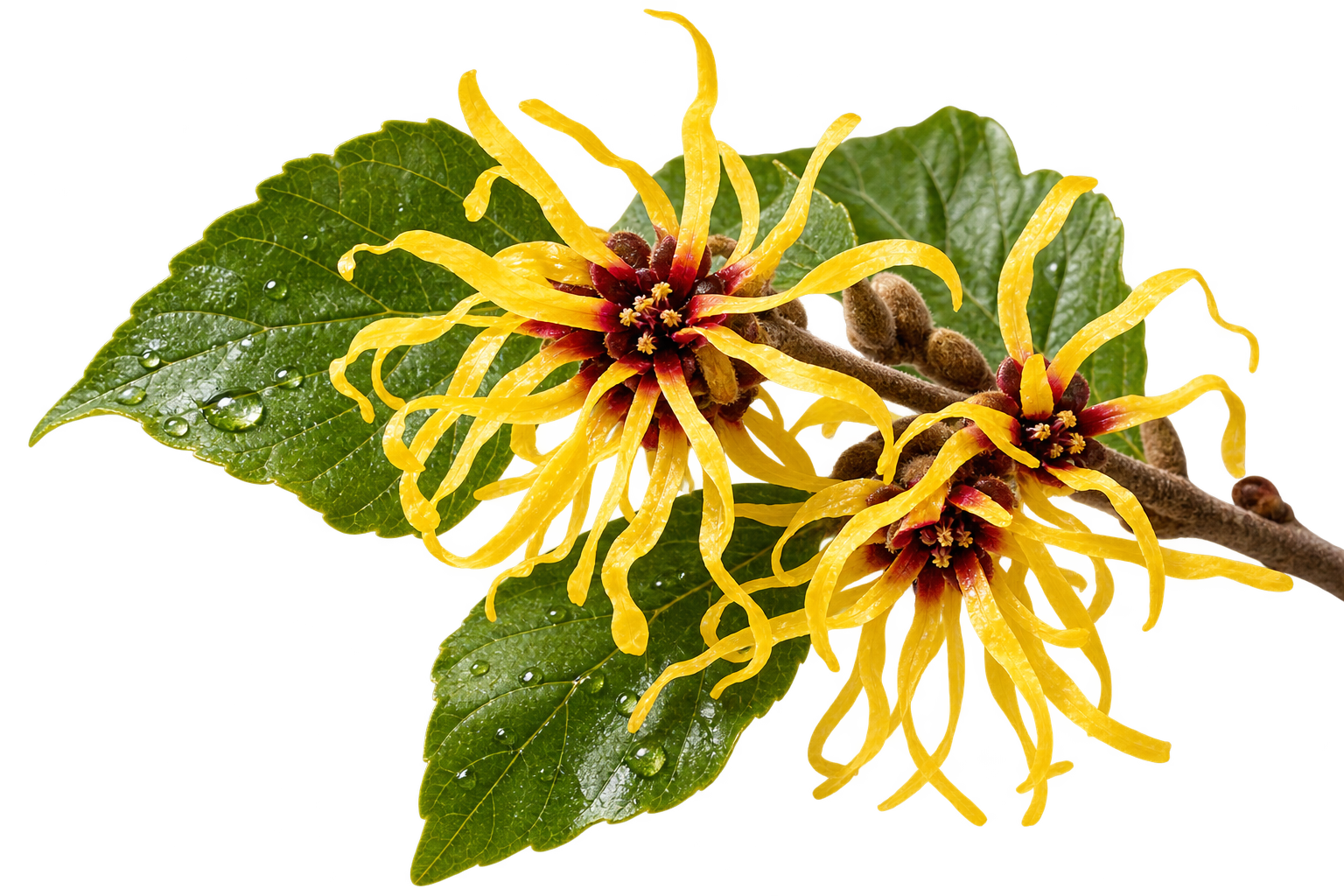 Witch Hazel Leaf Water