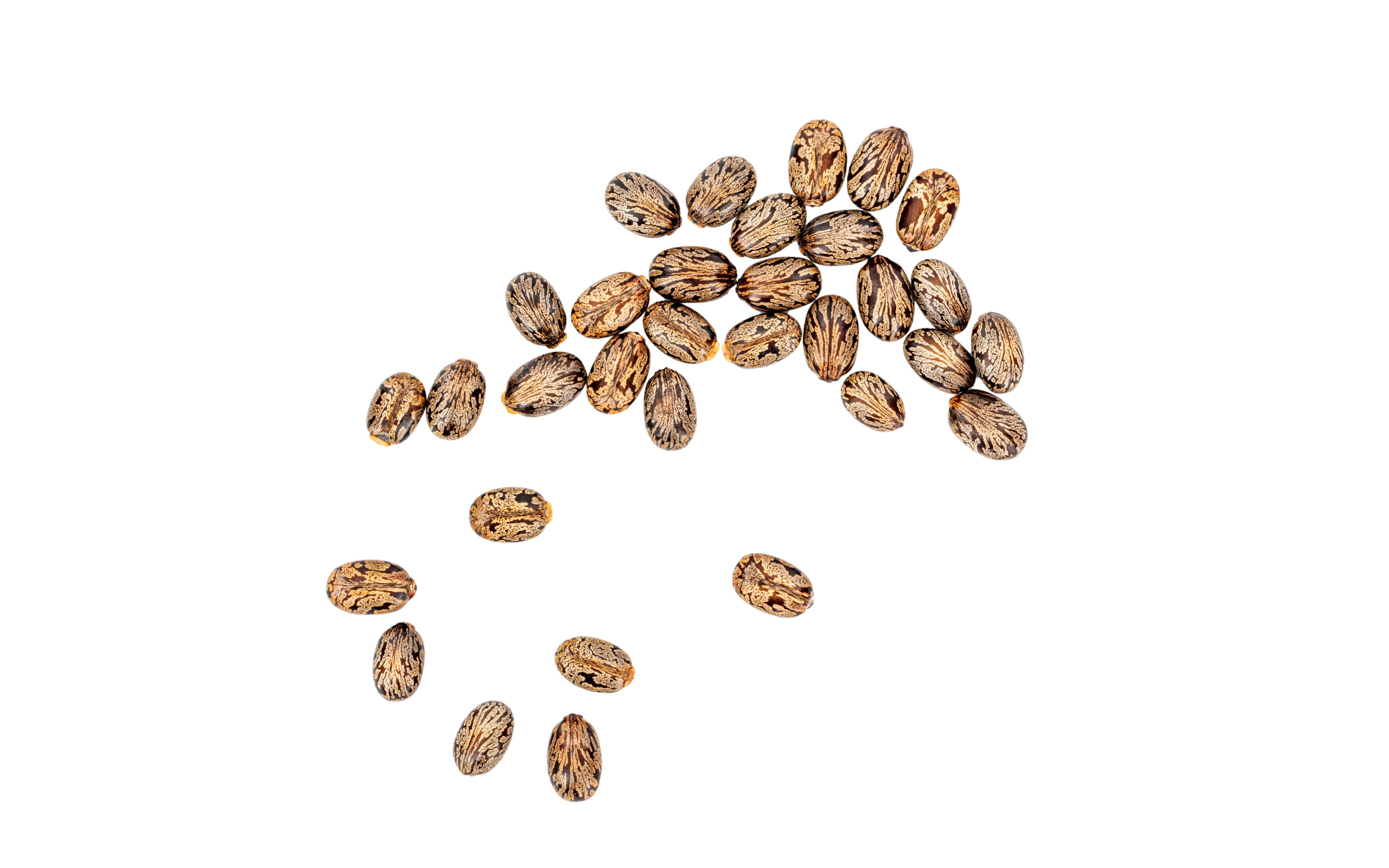 castor seeds scattered on a white background