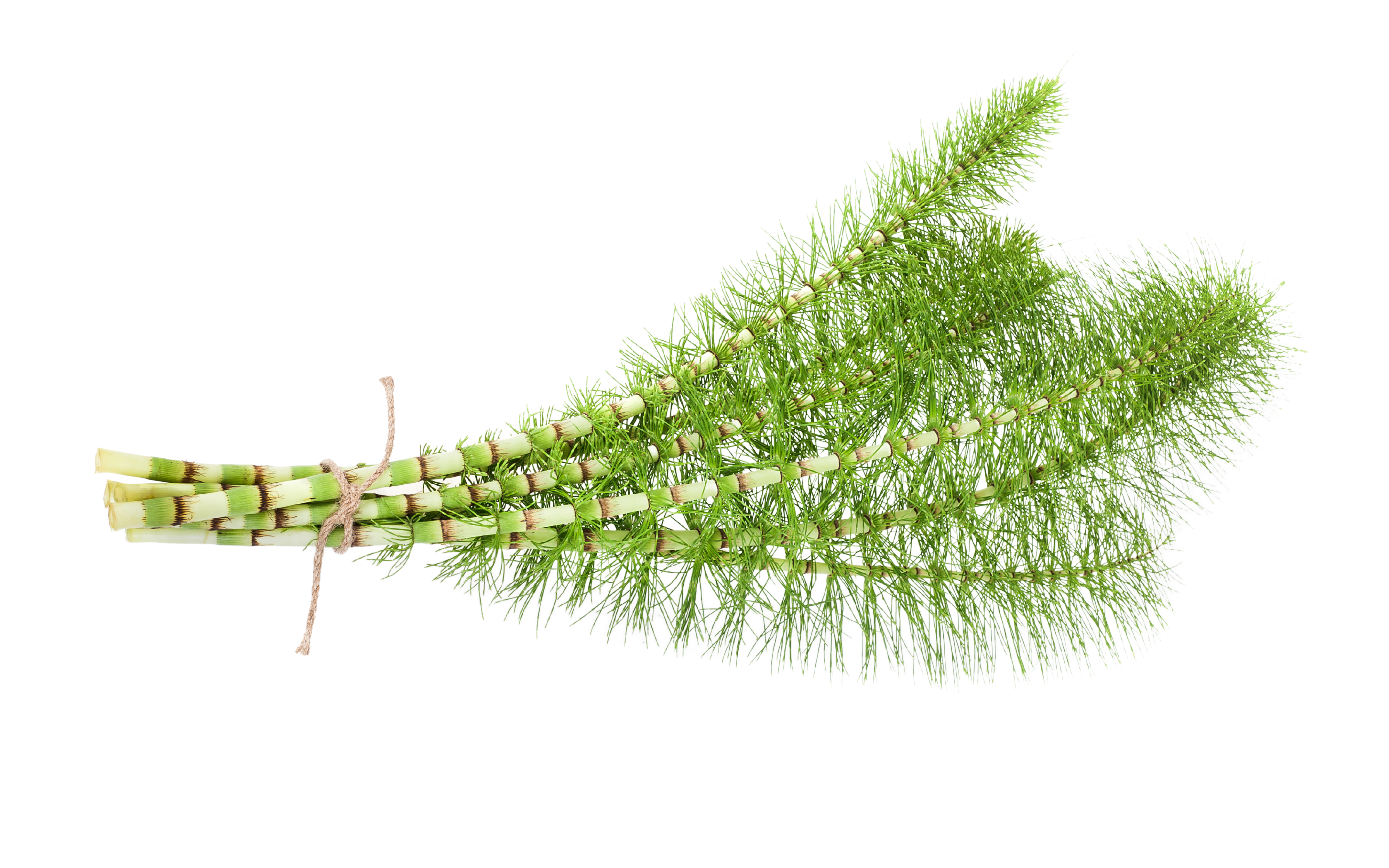 Bundled green horsetail plant on a white background