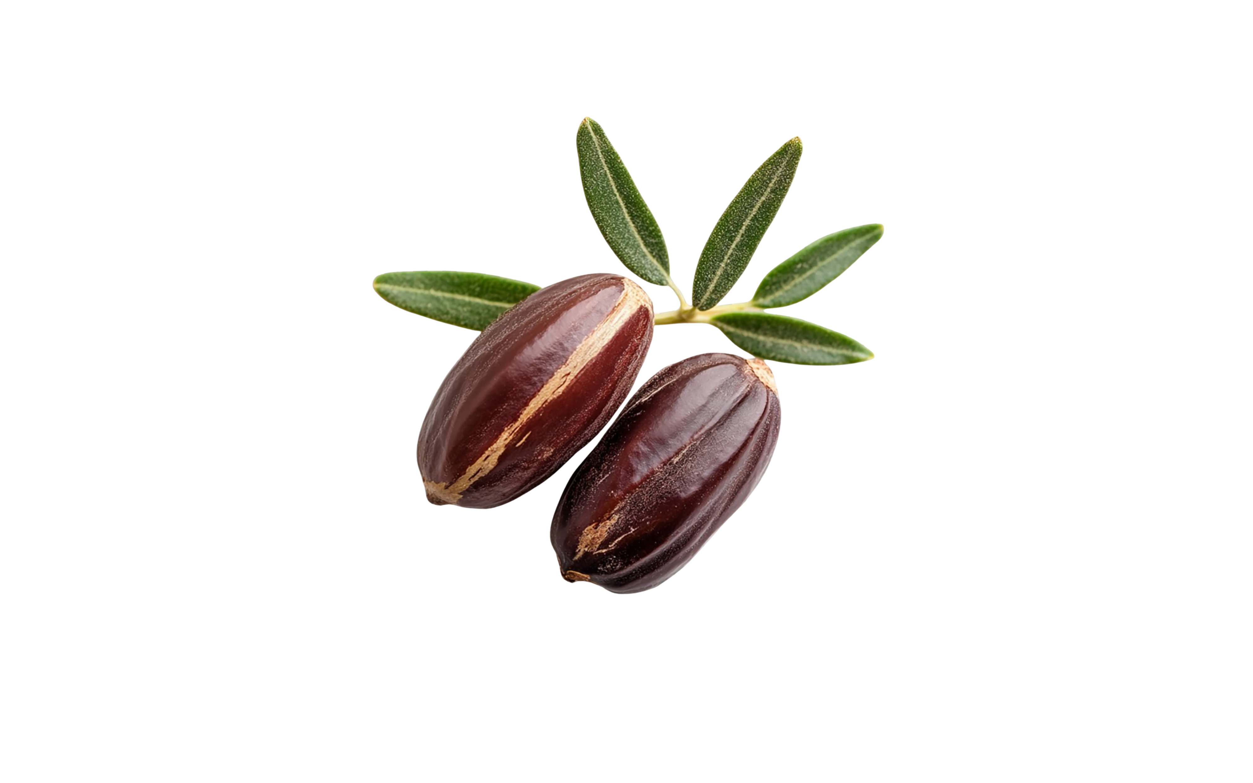 Two dark brown jojoba seeds with green leaves on a white background