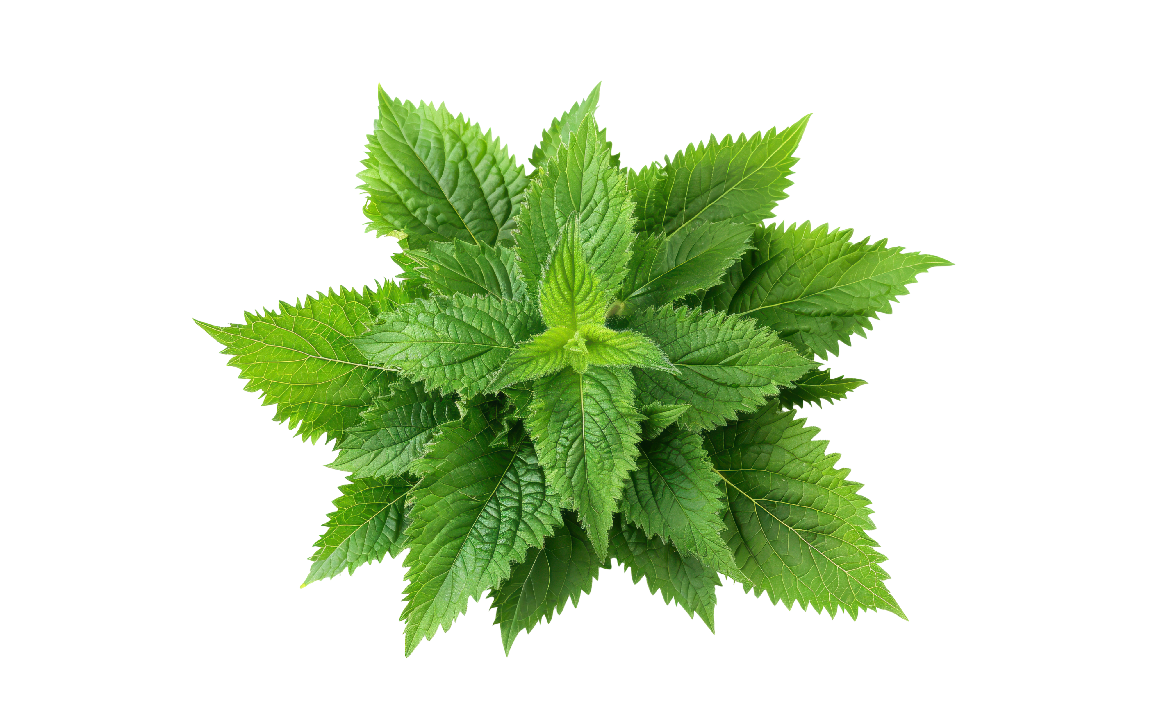 Green leafy nettle plant on a white background