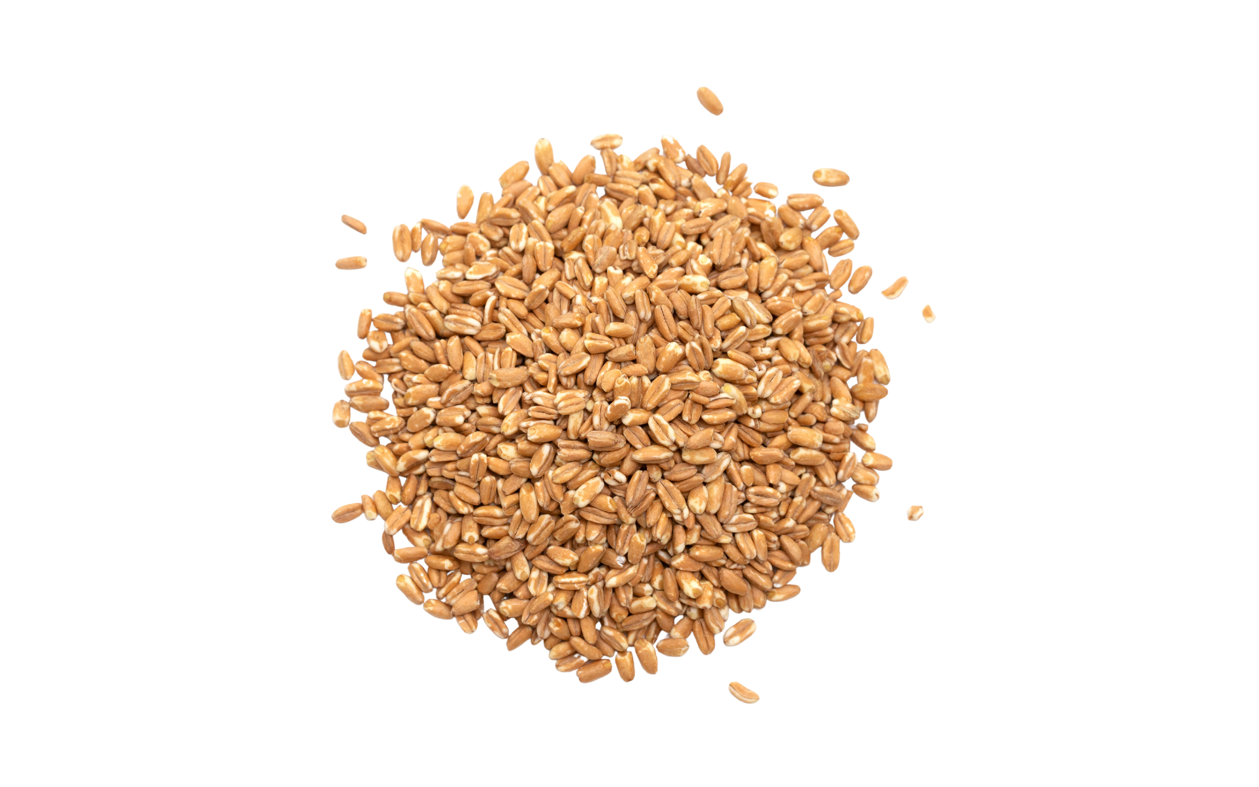 Pile of wheat seeds on a white background