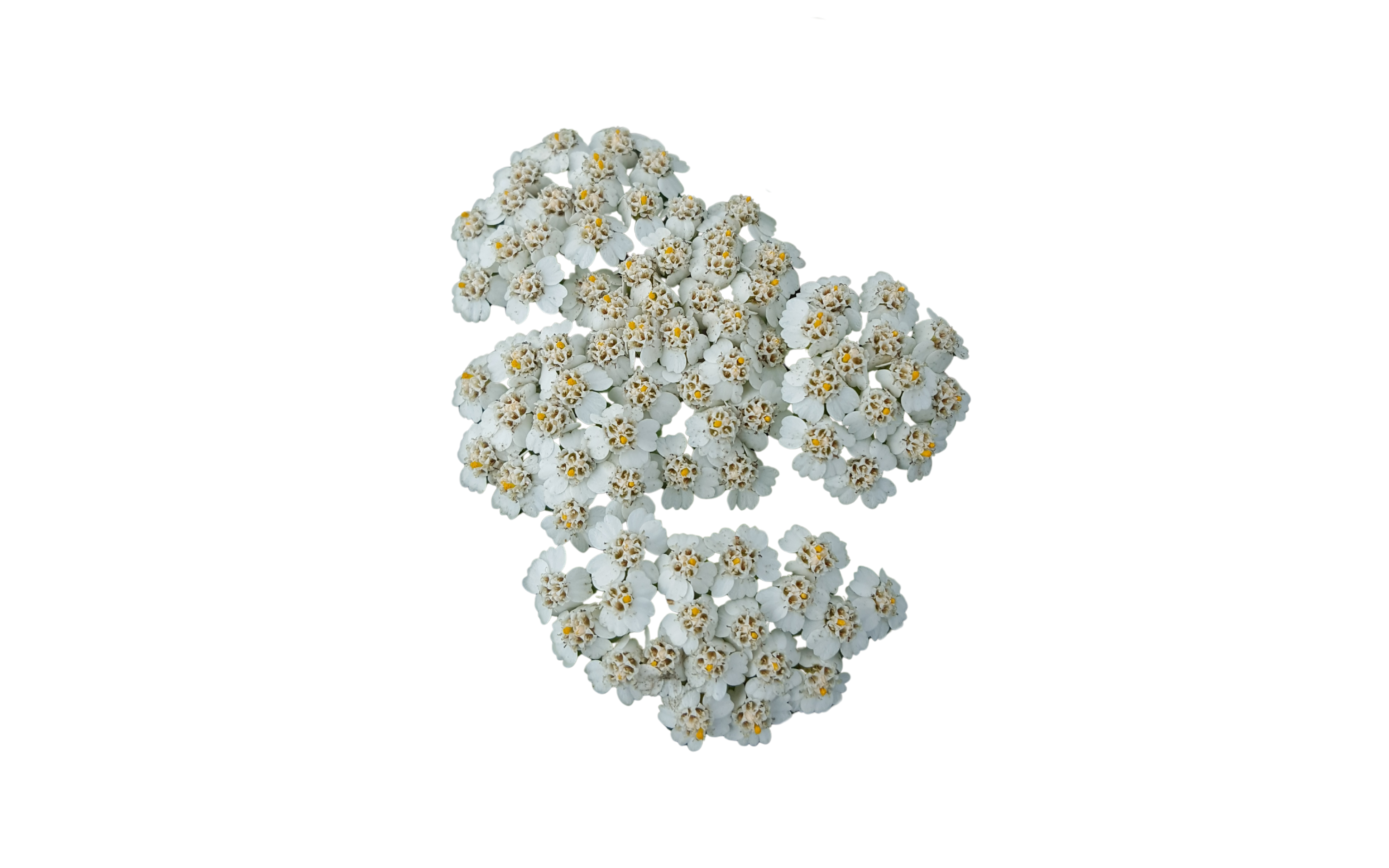 Cluster of white yarrow flowers with yellow centers on a white background
